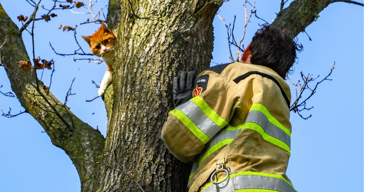 Brandweer haalt kat uit de boom in Punthorst