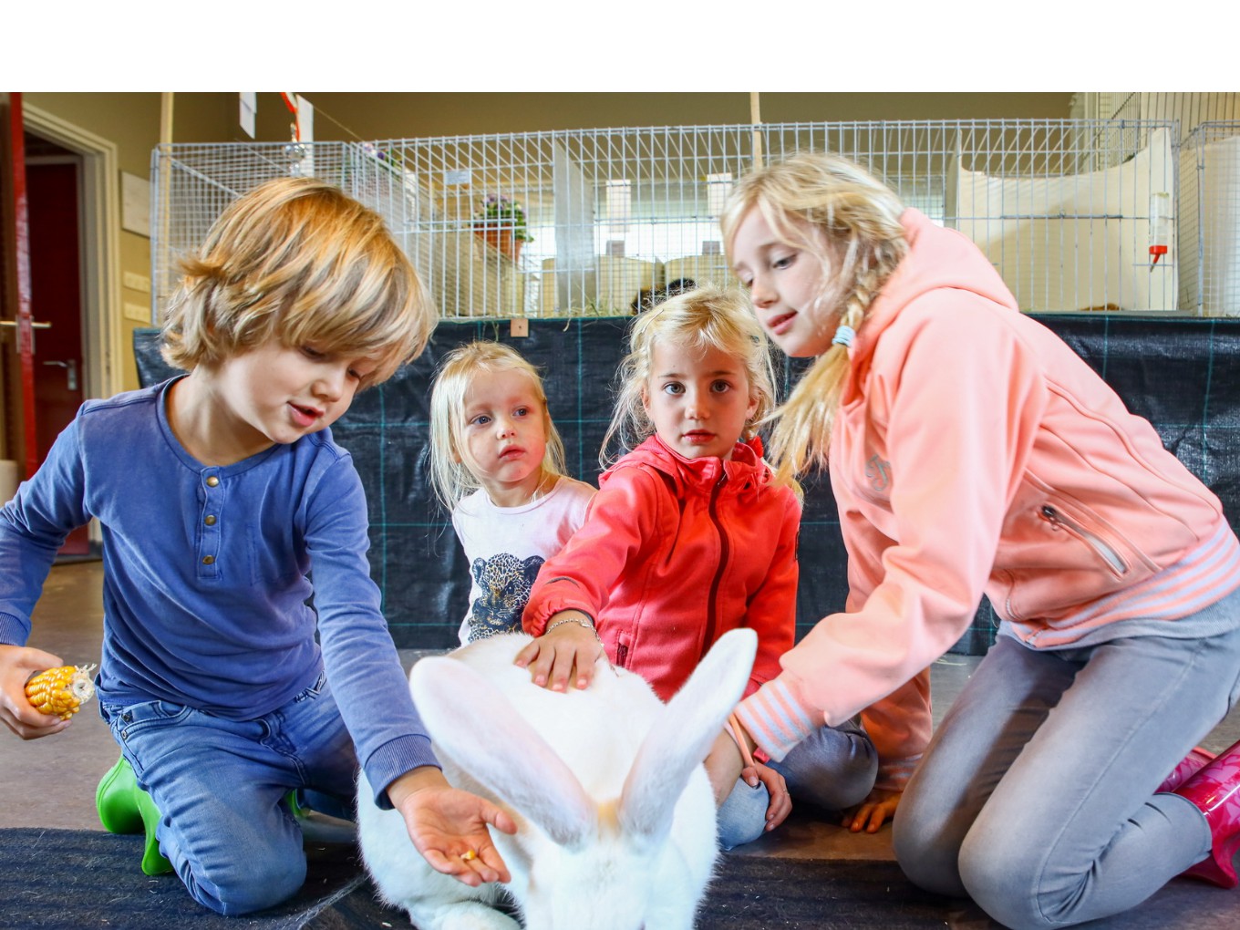 NKV oogst lof van keurmeesters op jaarlijkse clubtentoonstelling