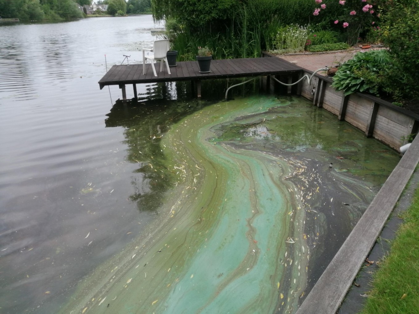 Blauwalg in Hulsterplas Nieuwleusen