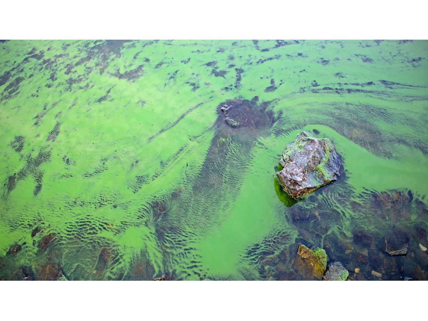 Blauwalg. Foto: WDODelta.