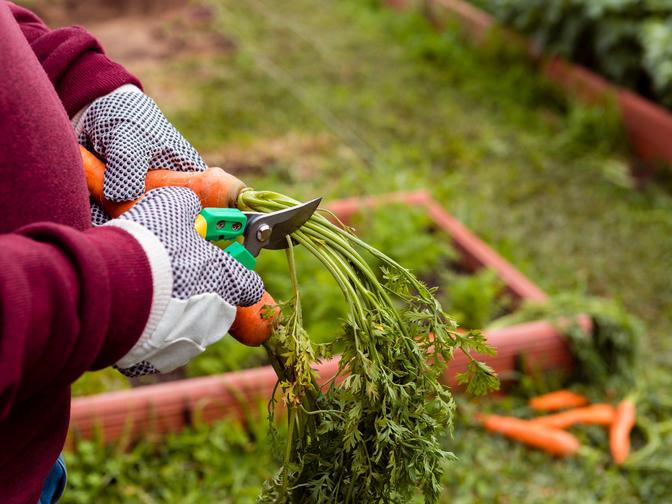 Ontdek de kracht van moestuinieren en permacultuur in voedselbos