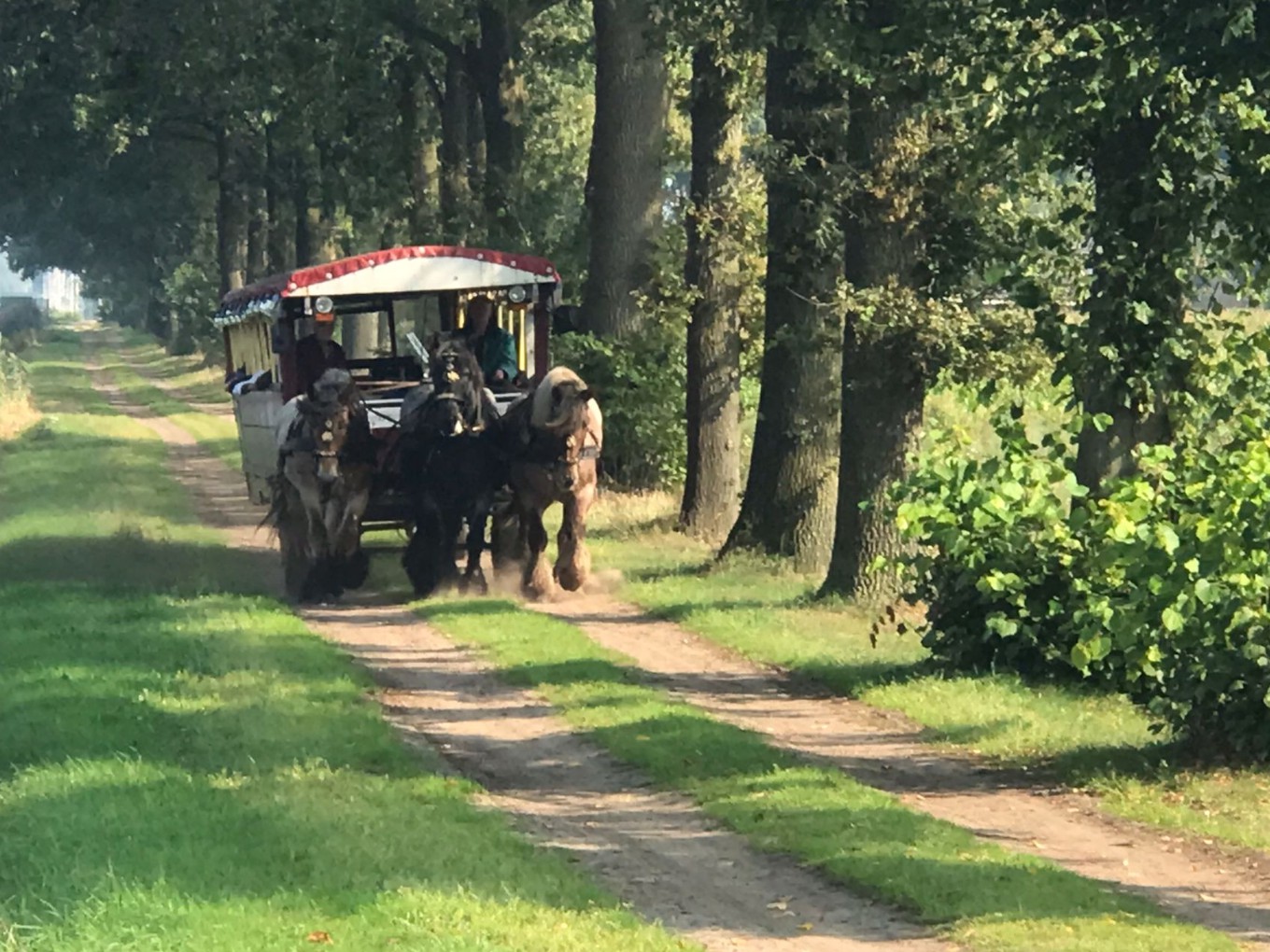 Paardentram even terug bij de Dedemsvaart