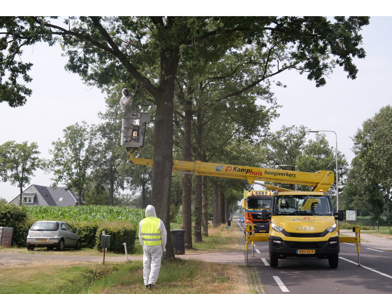 Eikenprocessierups geeft ook in Dalfsen drie keer zoveel overlast als voorheen