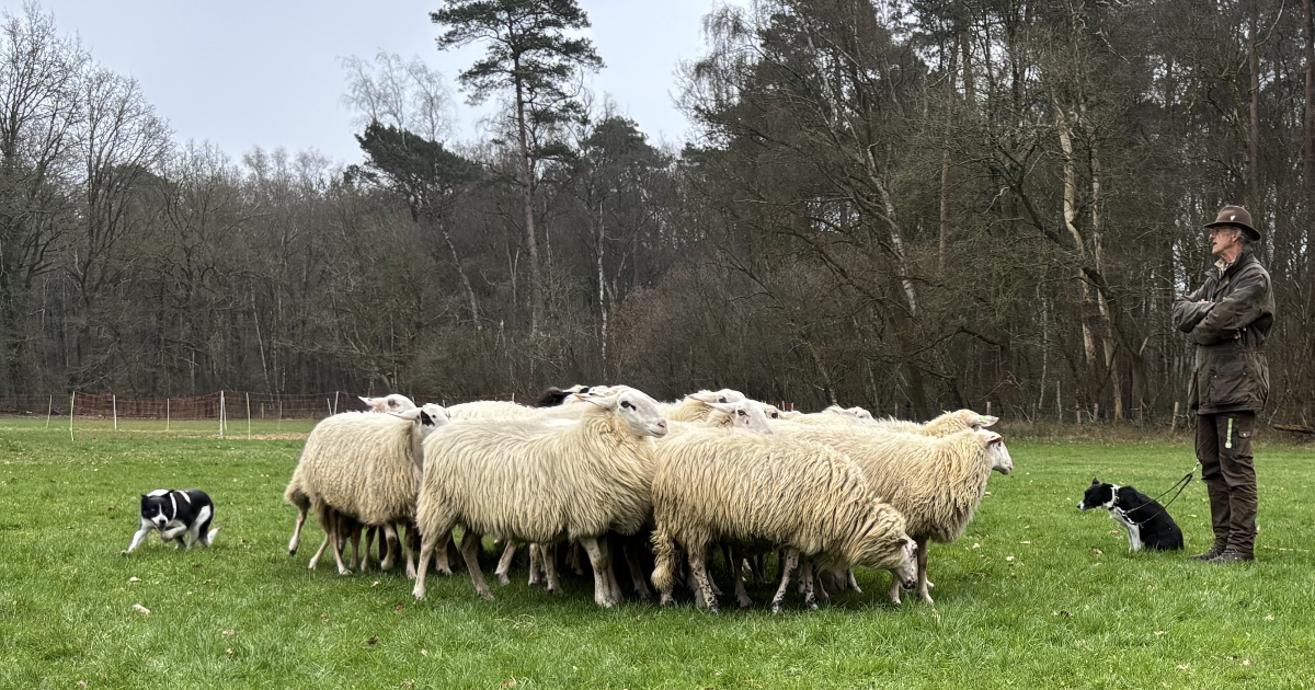 Schaapherder Willem Dijkema bij VerhalenCafé Nieuwleusen