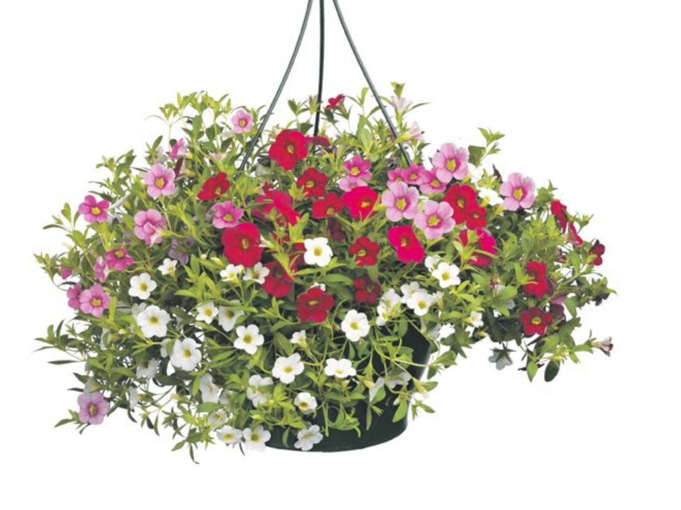 Verkoop Hangingbaskets voor Copii of Love