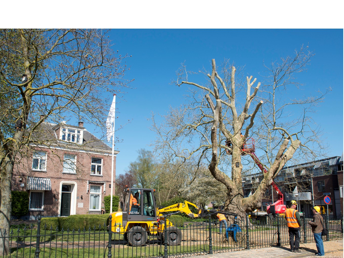 Groot onderhoud voor plataan bij hospice