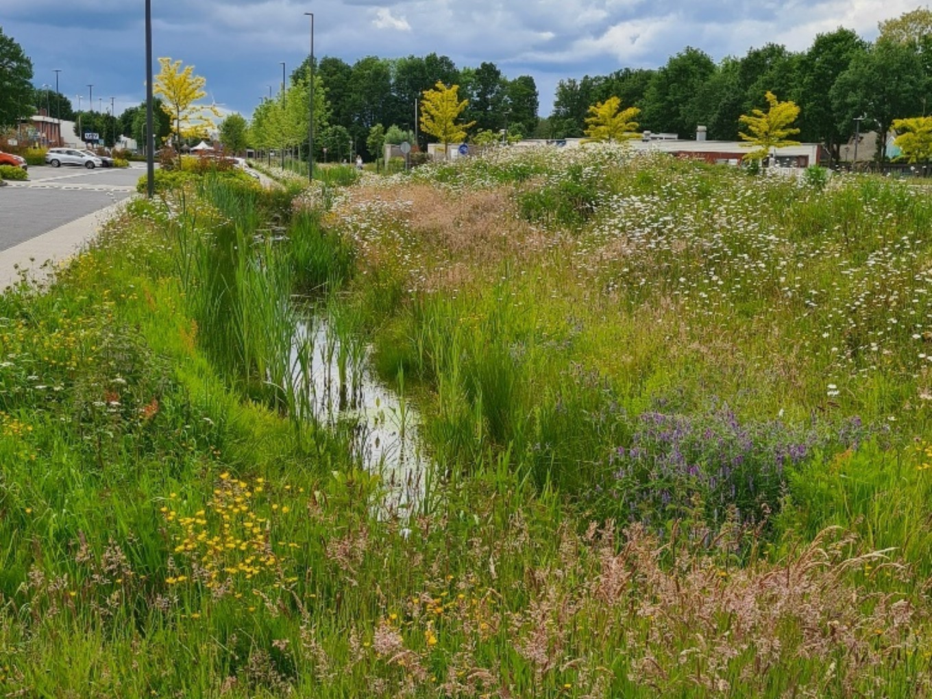 Dalfsen ontvangt aanmoedigingsprijs voor ecologisch bermbeheer