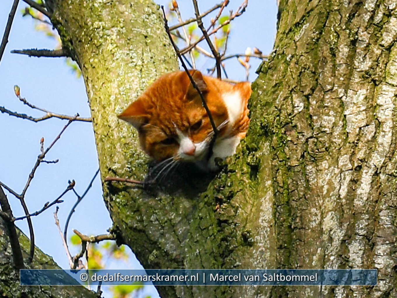 Brandweer rukt uit voor kat in boom Punthorst