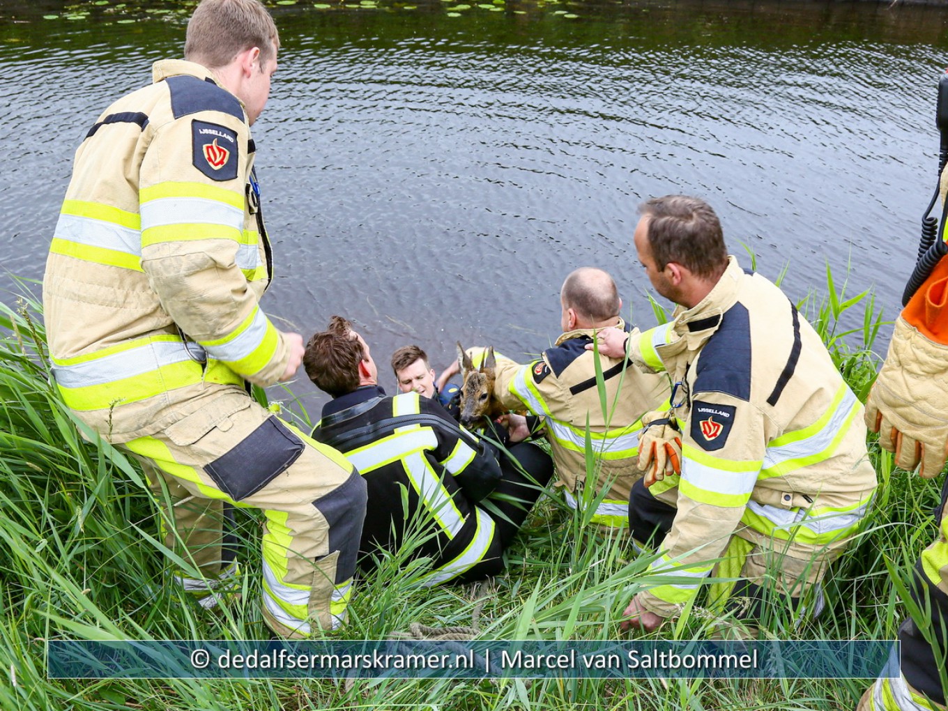 Brandweer haalt met succes twee reebokjes uit het water