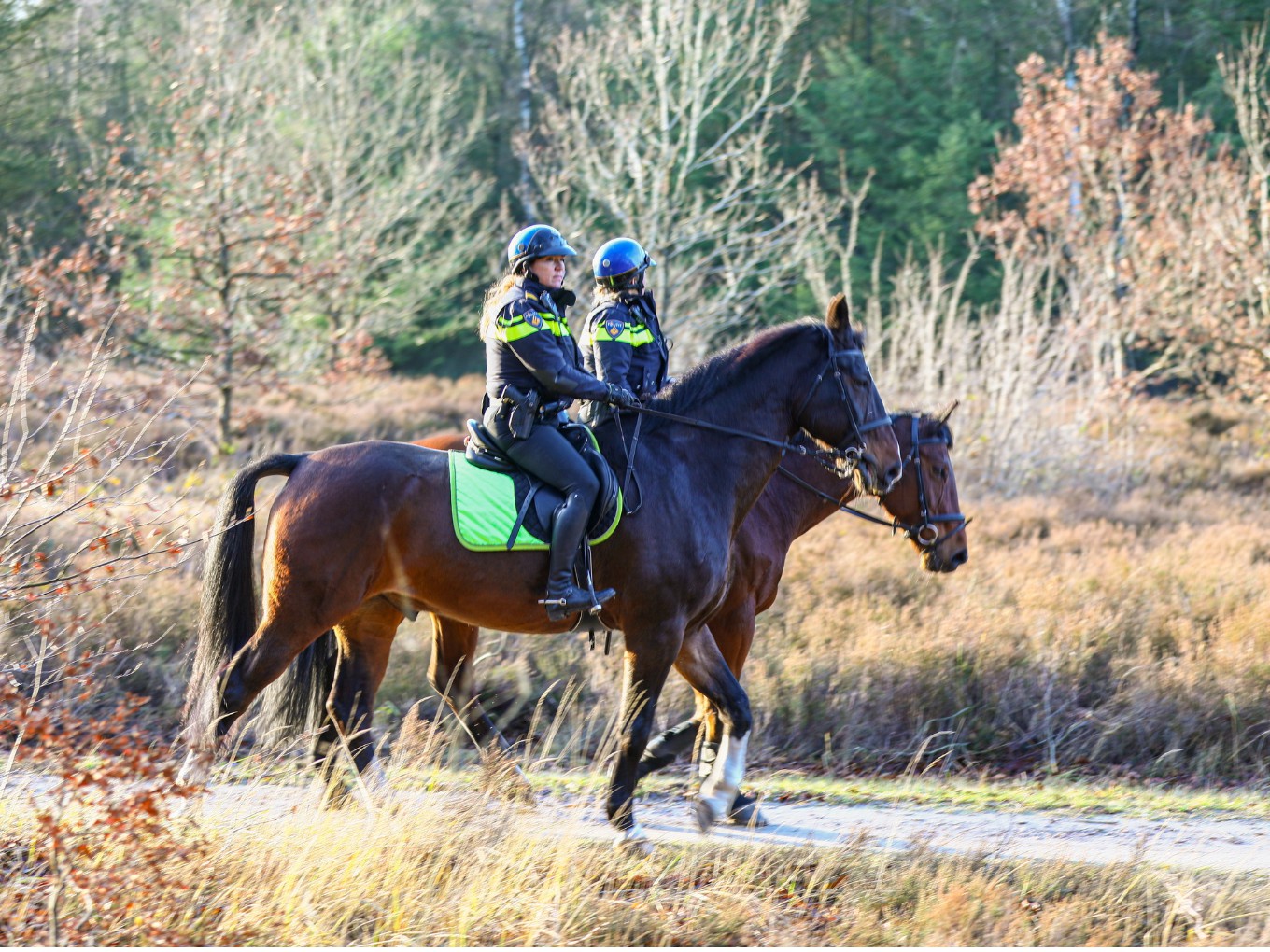 Grote zoekactie in Staphorsterbos (Vijverweg)