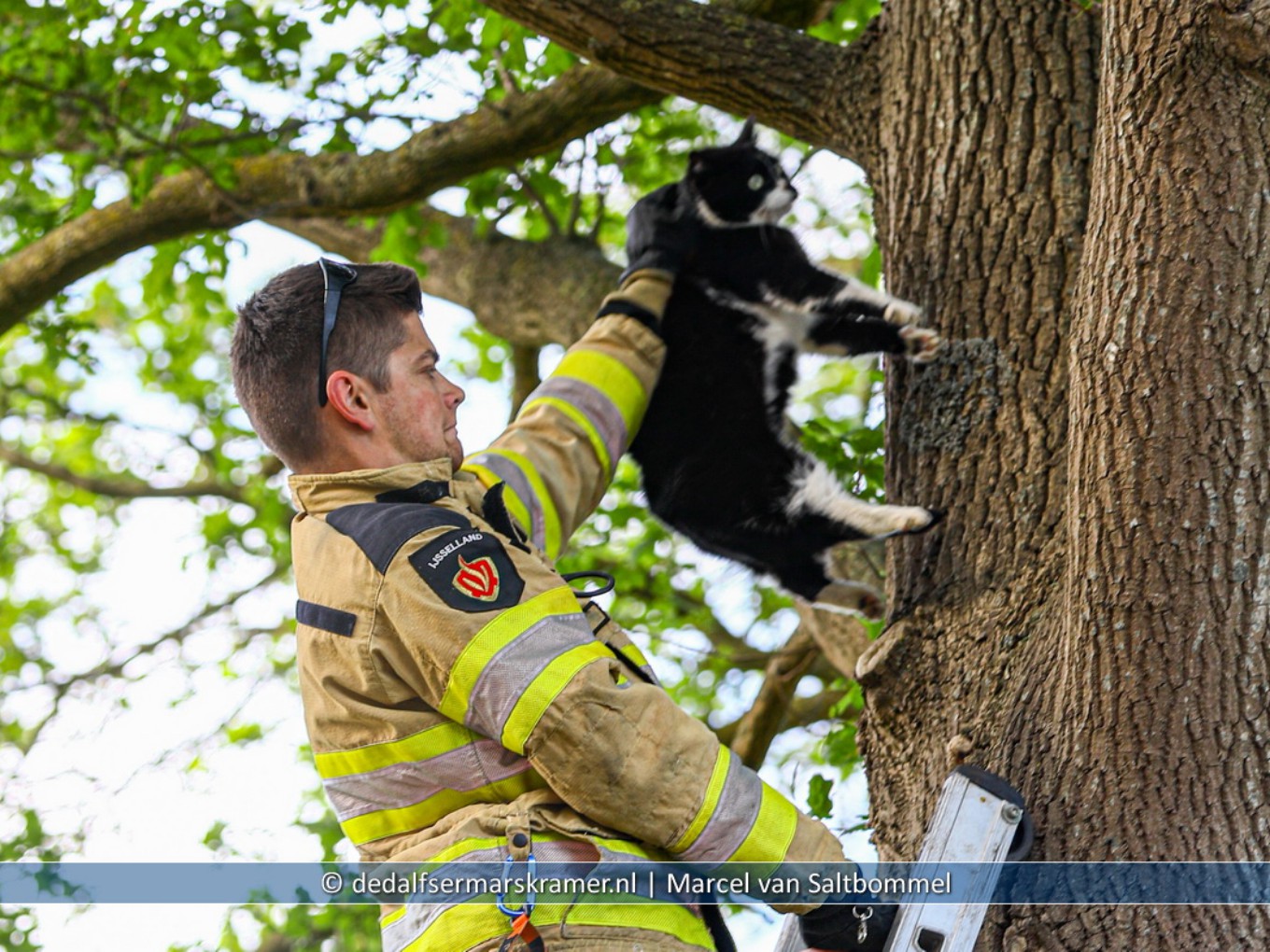 Brandweer haalt kat uit de boom
