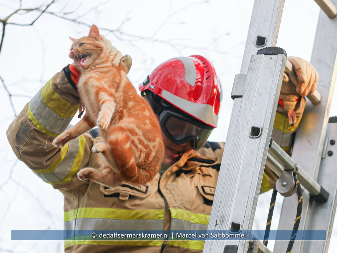 Brandweer haalt rode poes uit de boom