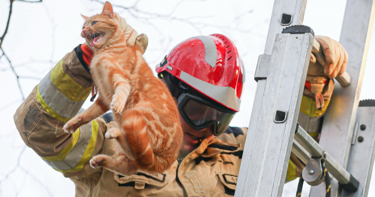 Brandweer haalt rode poes uit de boom