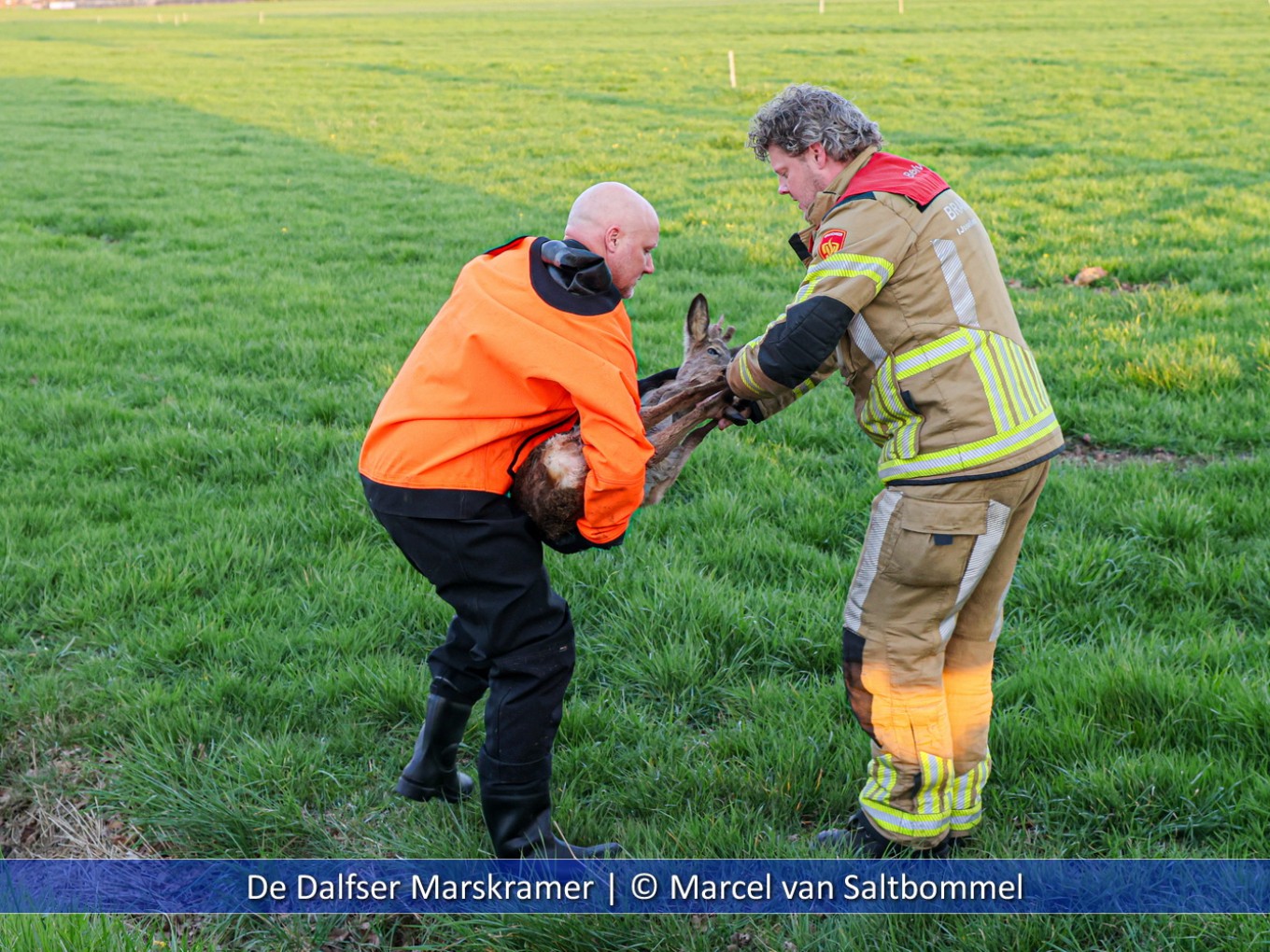 Brandweer Nieuwleusen redt ree uit het water
