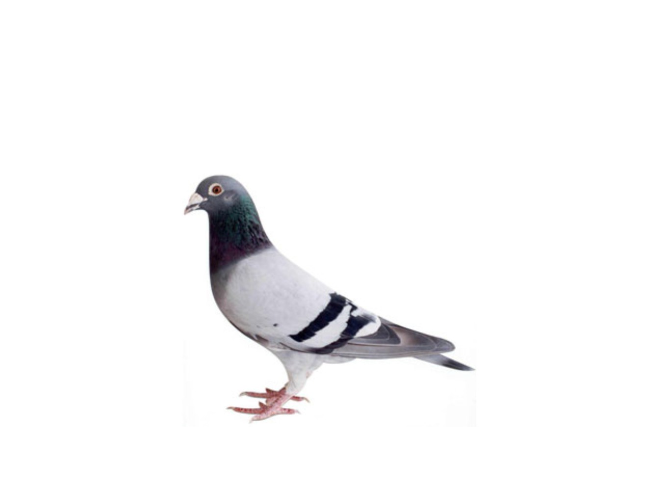 Zo vlogen de duiven van De Vechtvogels Dalfsen..