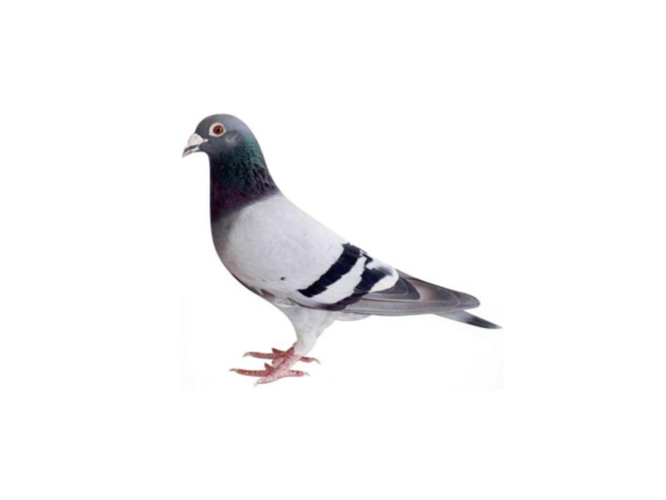 Zo vlogen de duiven van PV De Vechtvogels..