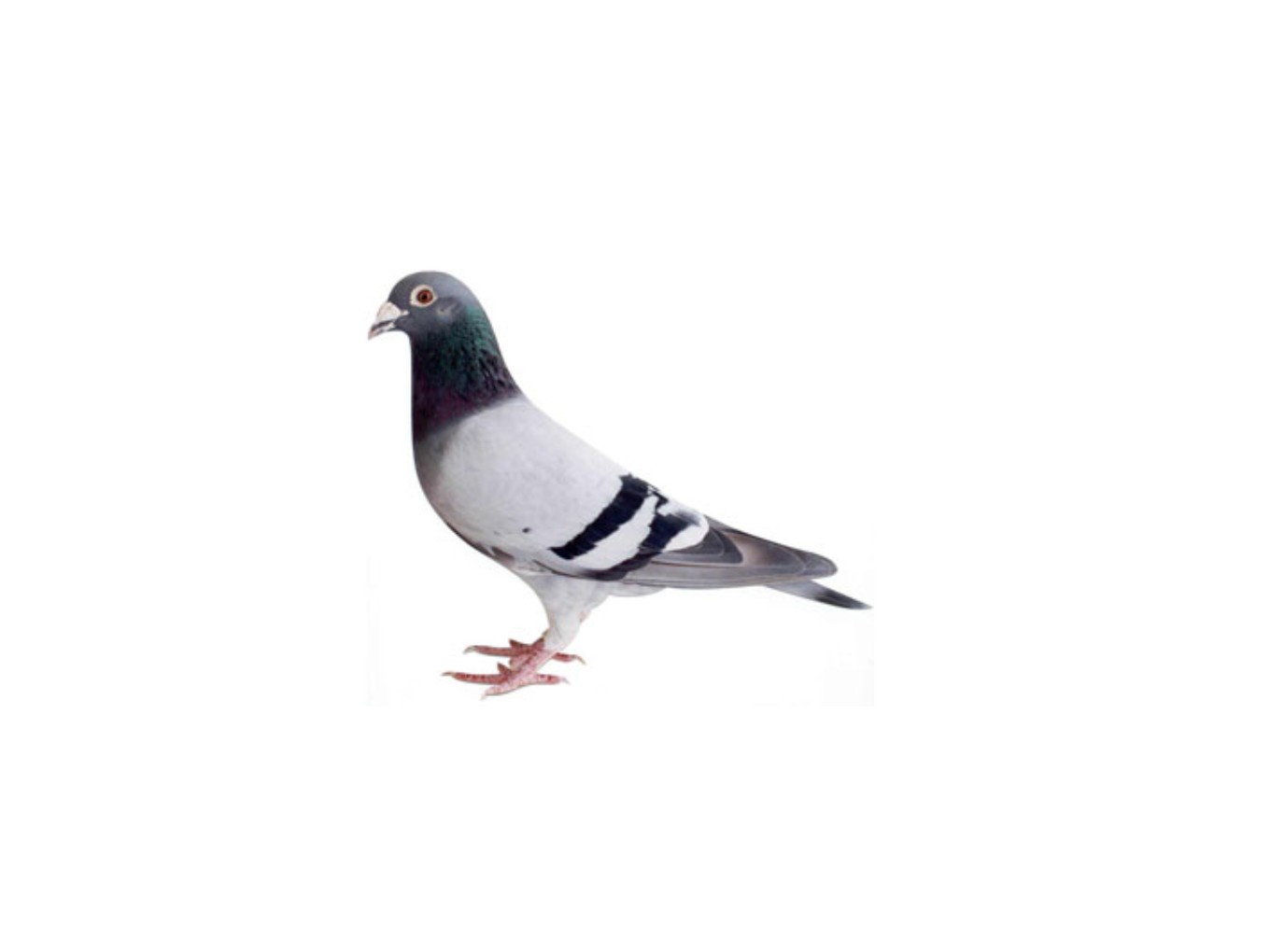 Zo vlogen de duiven uit Dalfsen en Nieuwleusen