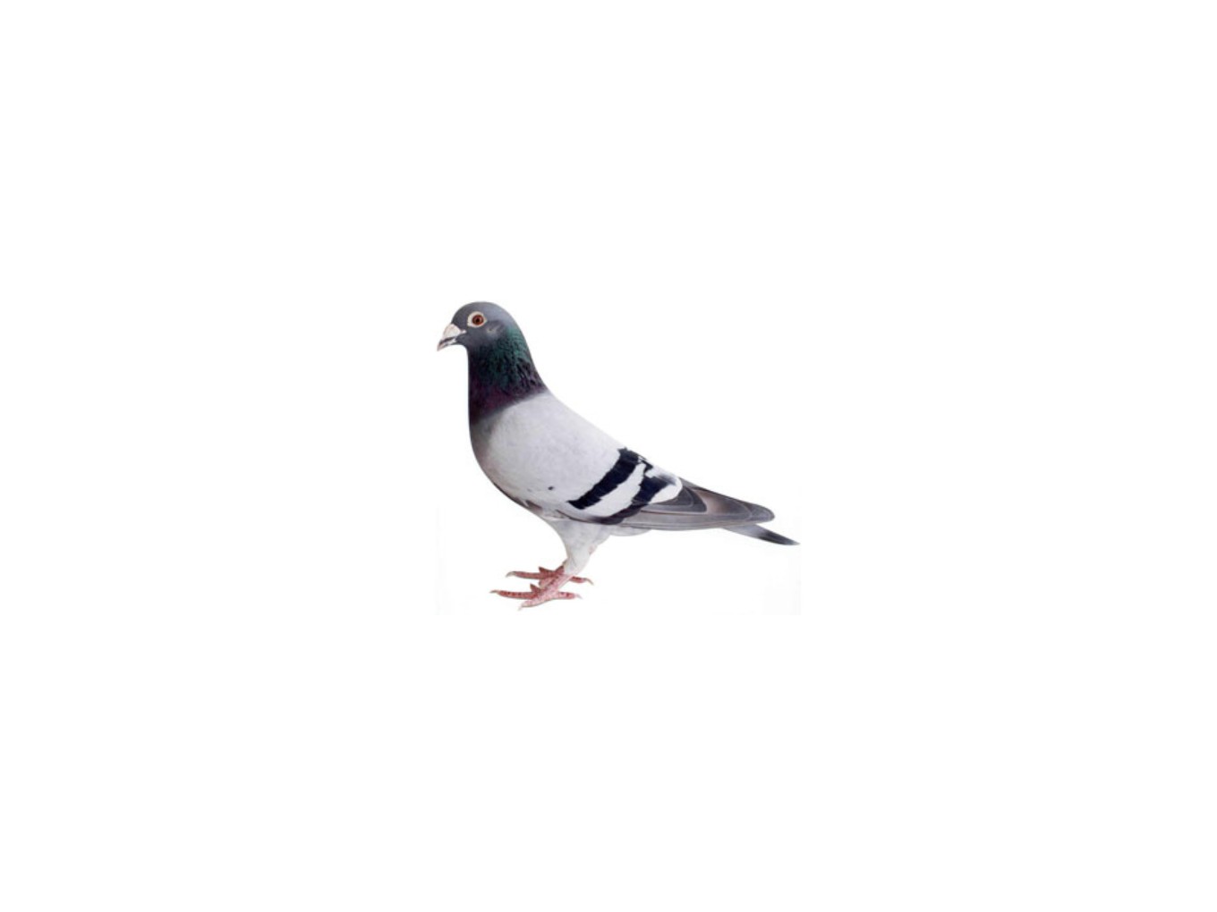 Zo vlogen de duiven uit Nieuwleusen en Dalfsen