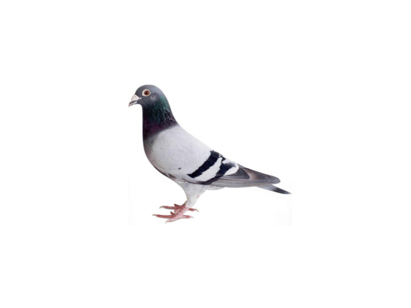 Zo vlogen de duiven van PV De Vechtvogels..