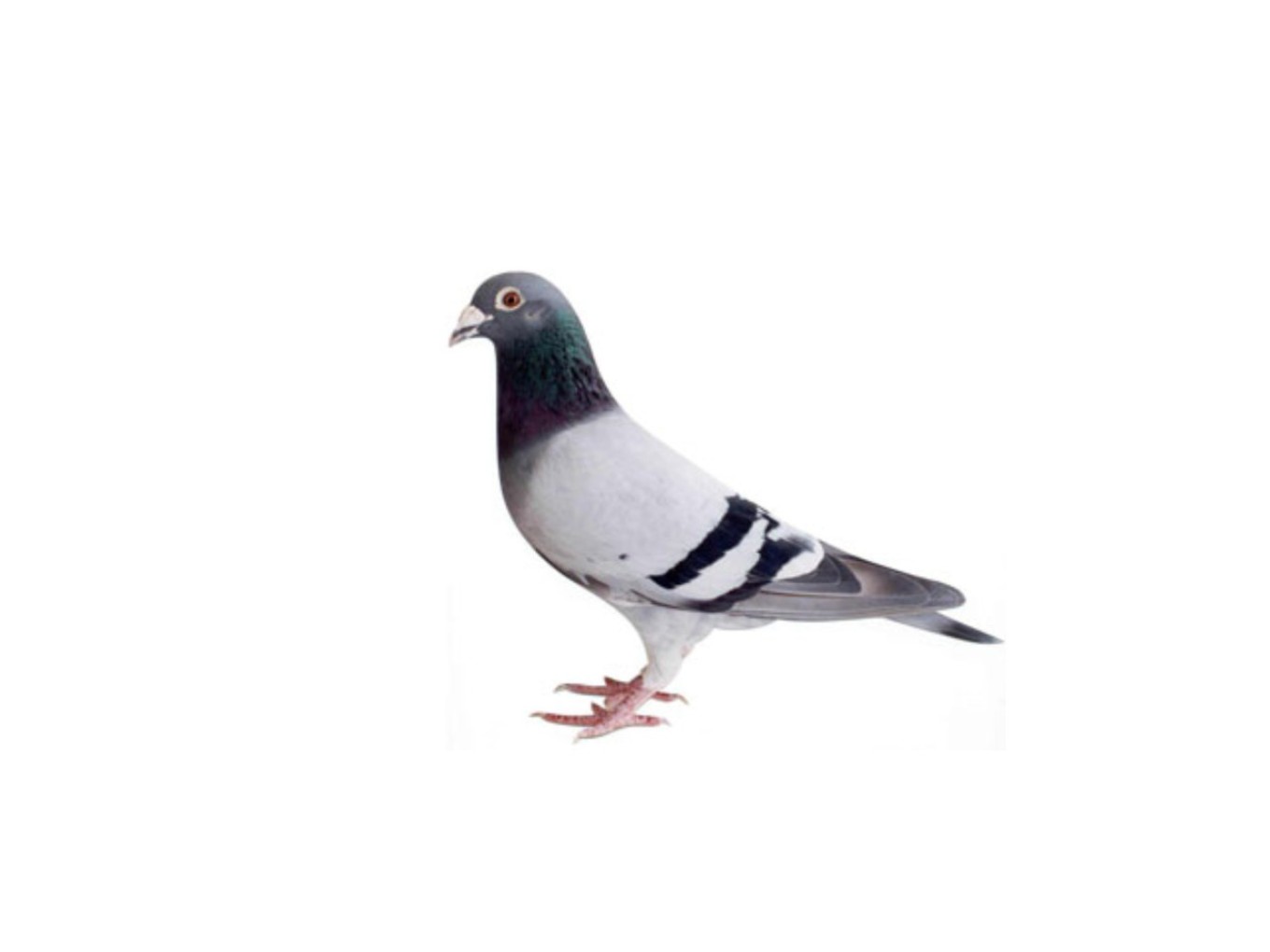 Zo vlogen de duiven uit Nieuwleusen en Dalfsen