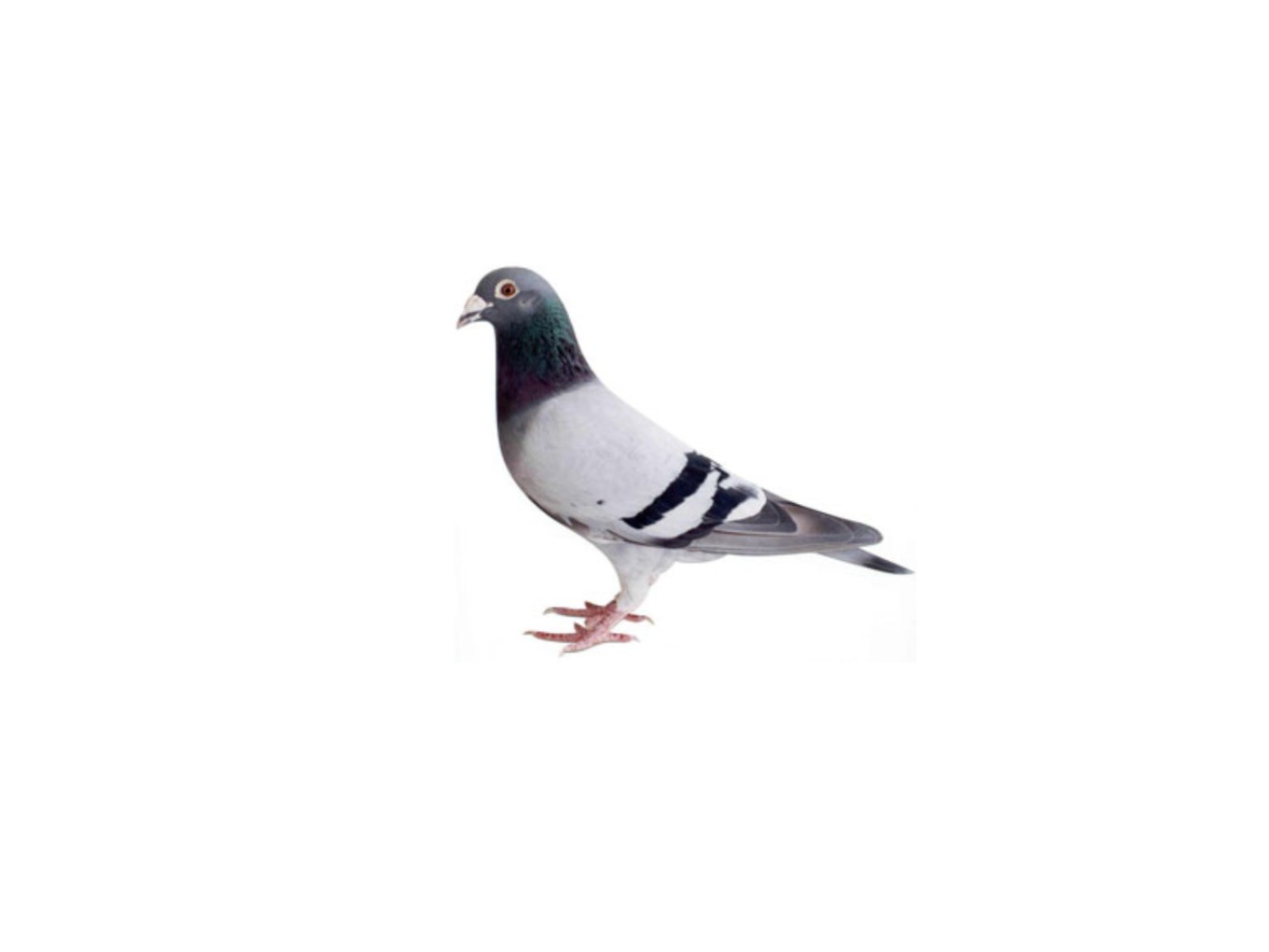 Zo vlogen de duiven uit Nieuwleusen en Dalfsen