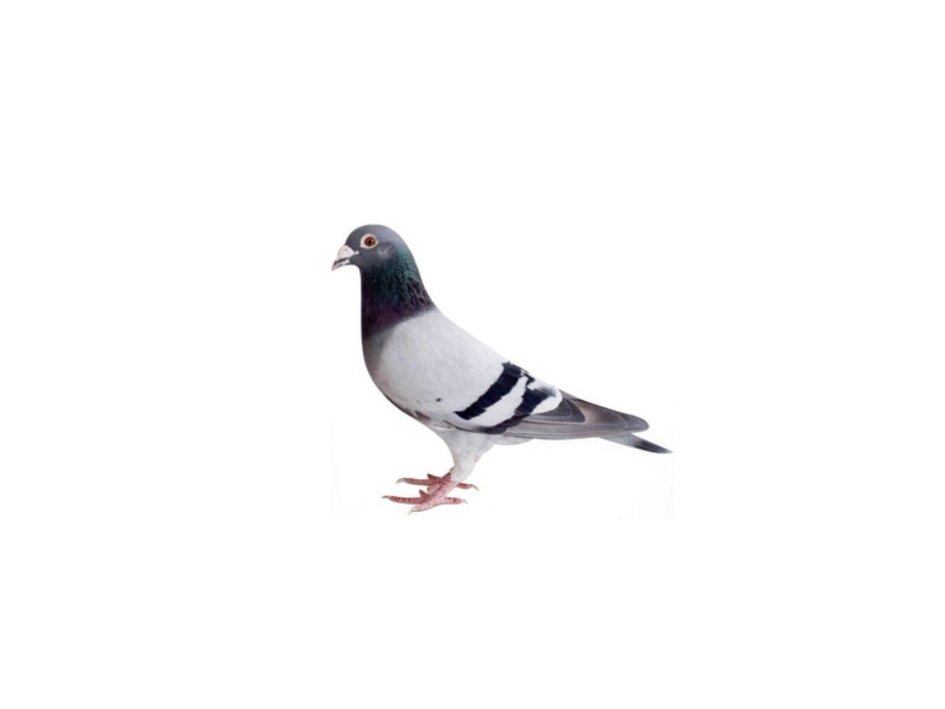 Zo vlogen de duiven uit Nieuwleusen en Dalfsen