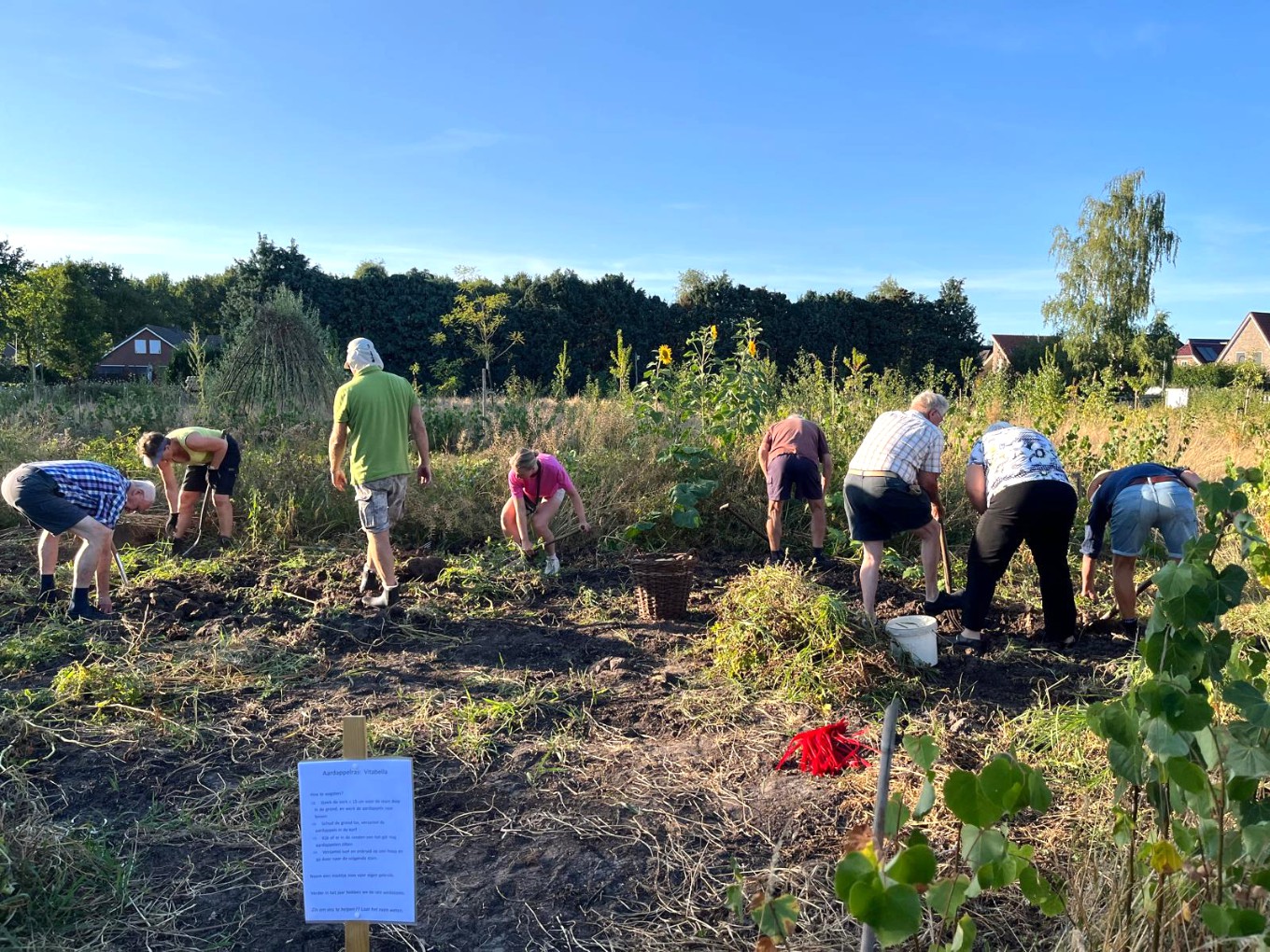 Nieuwe oogst: aardappels rooien en/of afhalen in het voedselbos Nieuwleusen