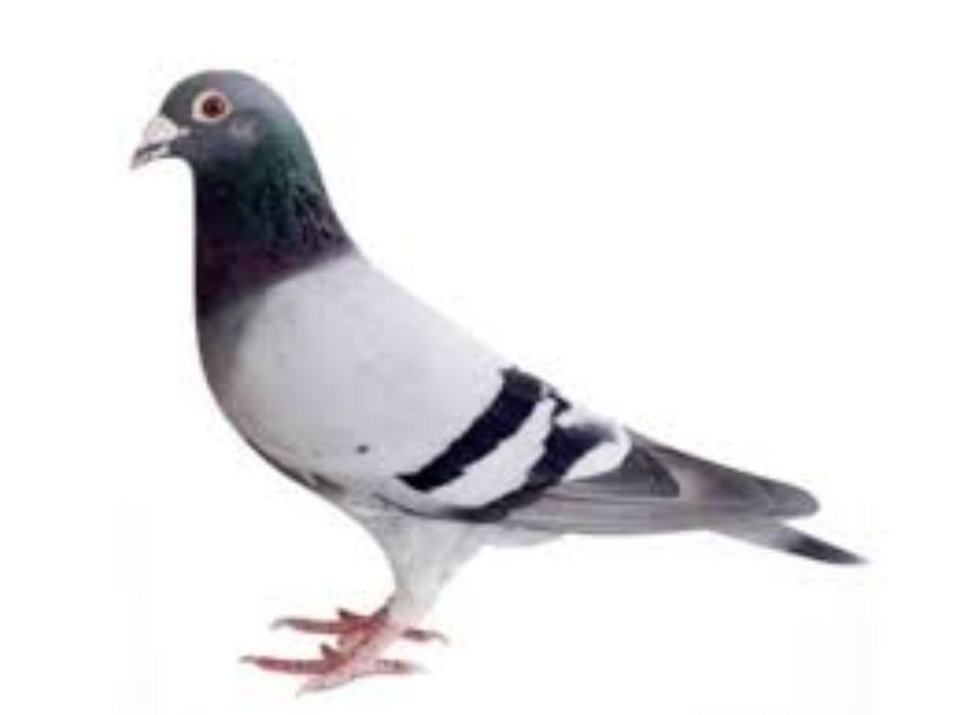 Zo vlogen de duiven van PV de Vechtvogels