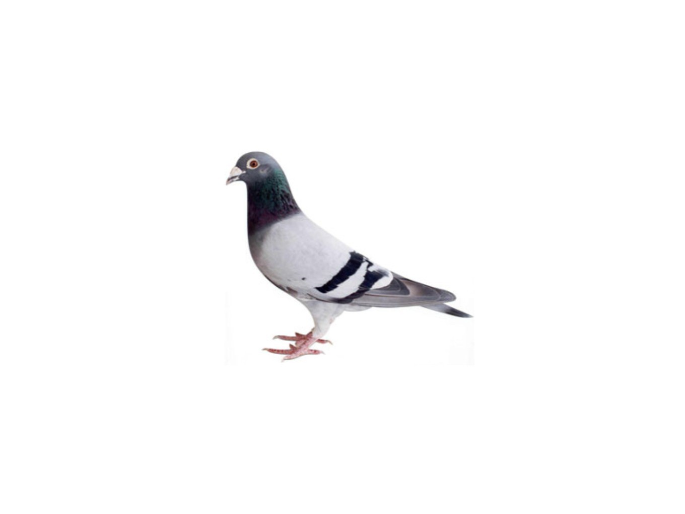Zo vlogen de duiven van PV de Vechtvogels
