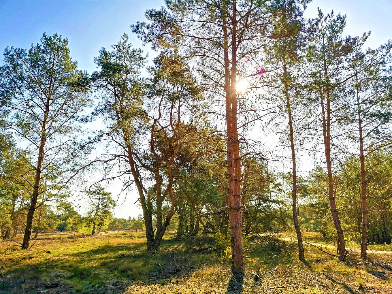 Opening Natuurbegraafplaats Hoogengraven gaat niet door