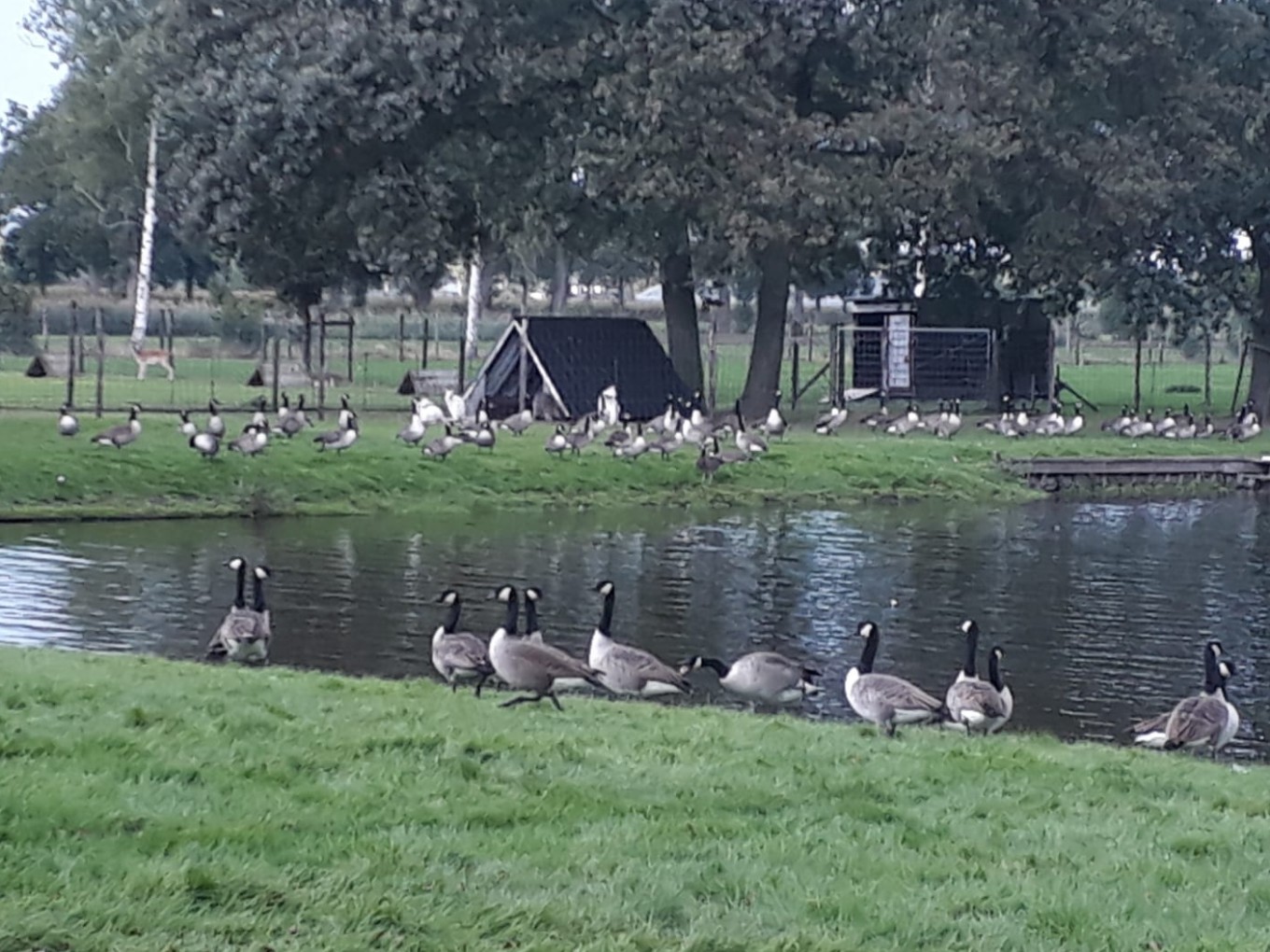Wilde ganzen maken tussenstop in Nieuwleusen